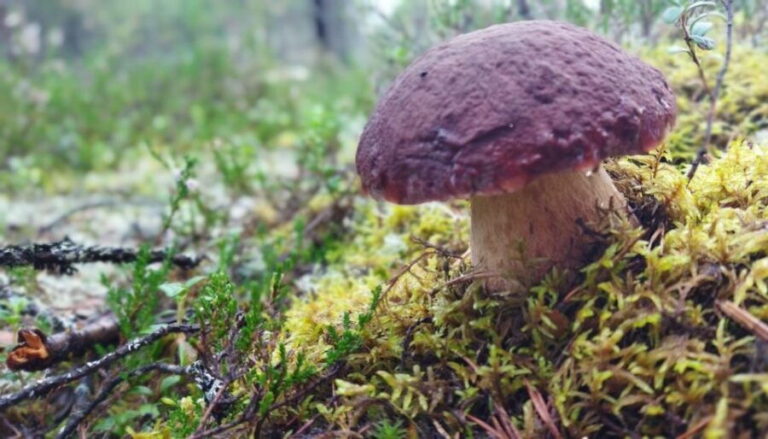 Rovaniemi forest foraging adventure: Pick, Prepare, Savor - Who is this tour best suited for?