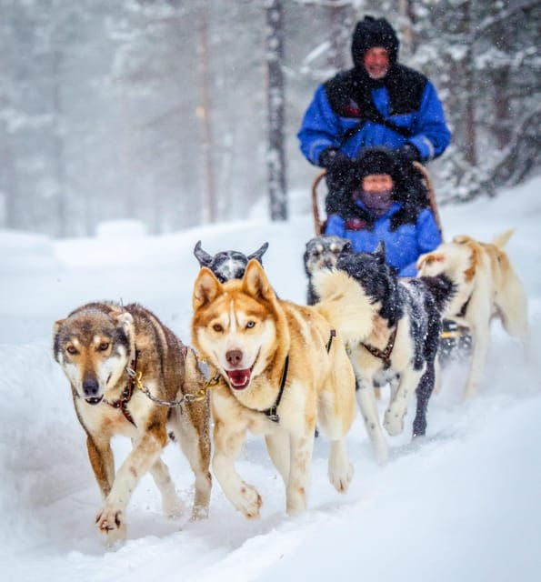 Rovaniemi: Husky Sled Ride and Farm Visit - Authenticity and Review Highlights  