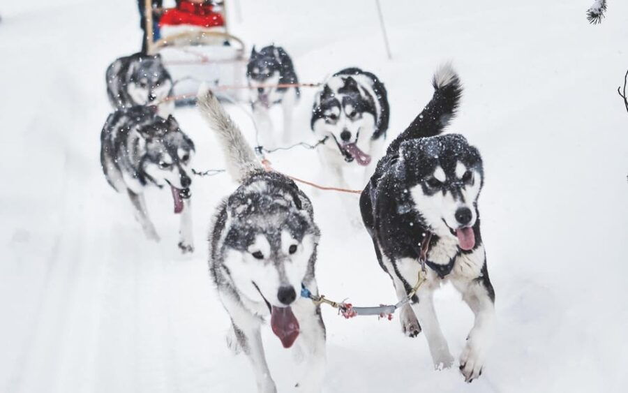 Rovaniemi: Husky Sled Ride with Hotel Transfer - Value and Practical Considerations