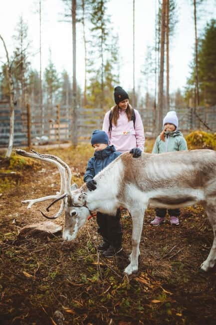 Rovaniemi: Meet and Feed Reindeer - Final Thoughts