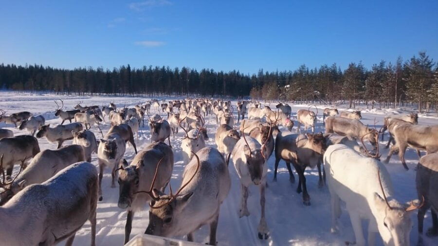 Rovaniemi: Private reindeer farm visit & culture experience - Why This Tour Stands Out