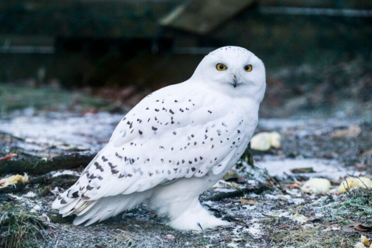 Rovaniemi: Ranua Wildlife Park Private Day Trip - The Scenic Drive and Arrival
