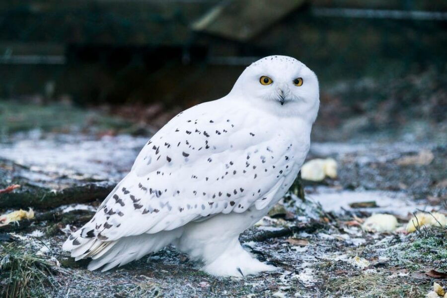 Rovaniemi: Ranua Wildlife Park Private Day Trip - The Scenic Drive and Arrival