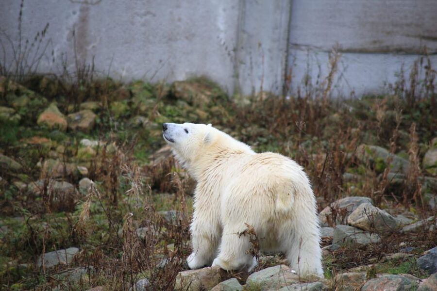 Rovaniemi: Ranua Zoo Wildlife Park Tour with hotel pickup - Pick-up & Transport — Starting the Journey