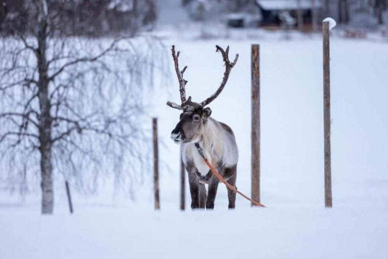 Rovaniemi: Reindeer Experience with Sleigh Ride - Final Thoughts