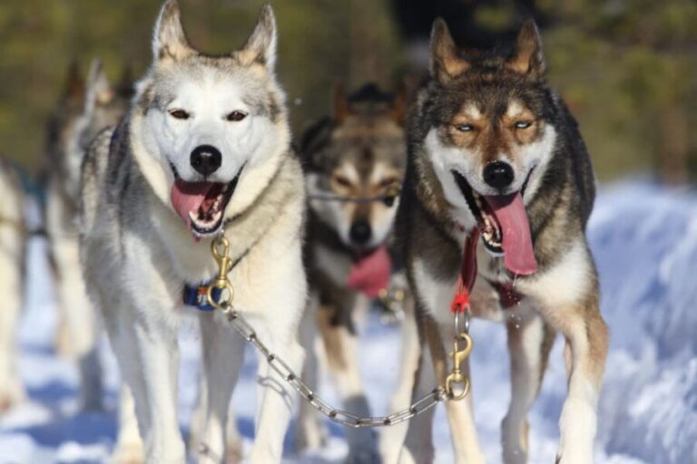 Rovaniemi: Self-Drive Husky Sleigh Ride Adventure - Why Choose This Experience?