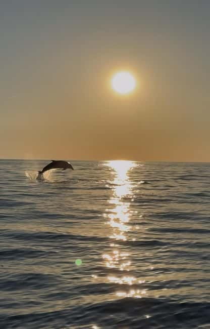 Rovinj: Shared Dolphin and Sunset Tour with Drinks - What’s Included and How It Adds Value