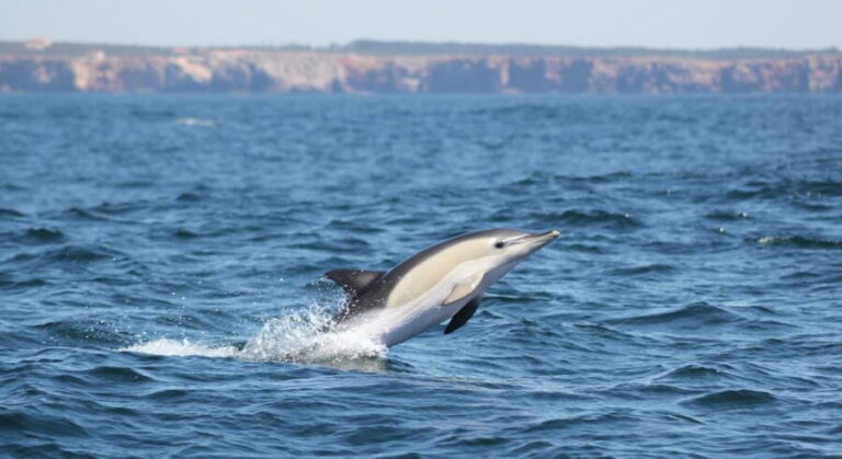 Sagres: Dolphin Watching Tour - FAQ