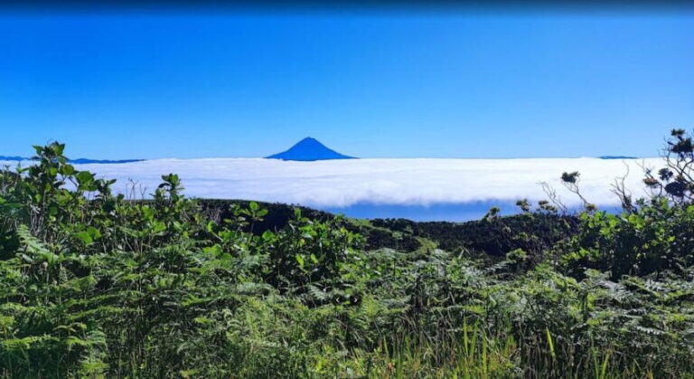 São Jorge: Island, Forest Reserve & Fajãs Guided Tour - Why This Tour Works
