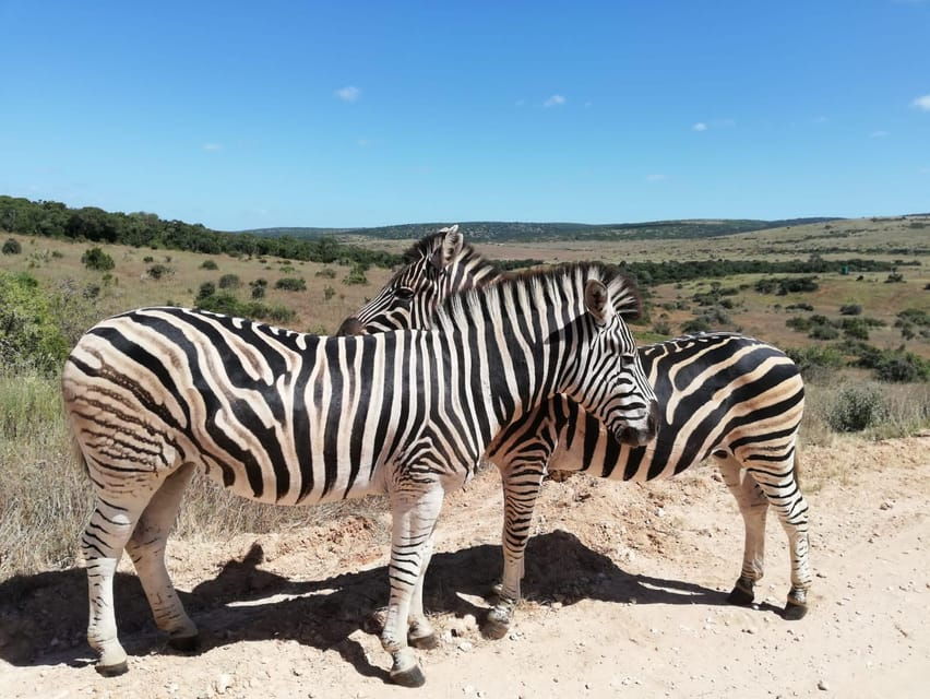 Schotia Private Game Reserve Safari - Authentic Perspectives from Past Travelers