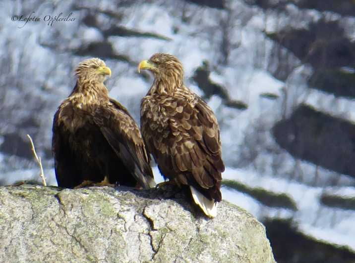 Sea Eagle/Nature Safari - Introduction to the Sea Eagle/Nature Safari