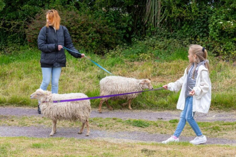 Shropshire: Sheep Trek with the Smallest Sheep in the World - Practical Details & Tips