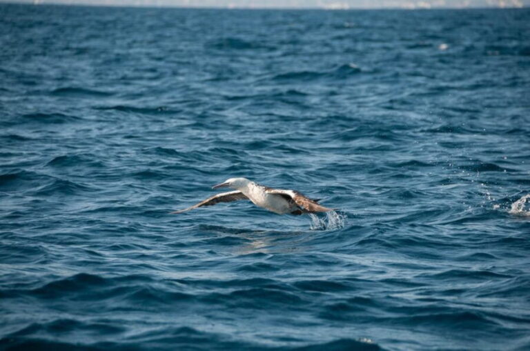 (Small Group) Dolphin & Marine Wildlife Watching Tour - Detailed Breakdown of the Itinerary