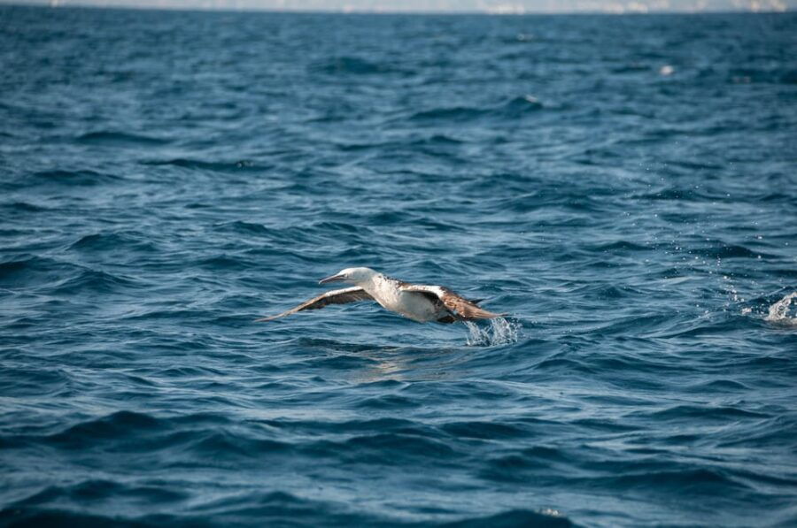 (Small Group) Dolphin & Marine Wildlife Watching Tour - Detailed Breakdown of the Itinerary