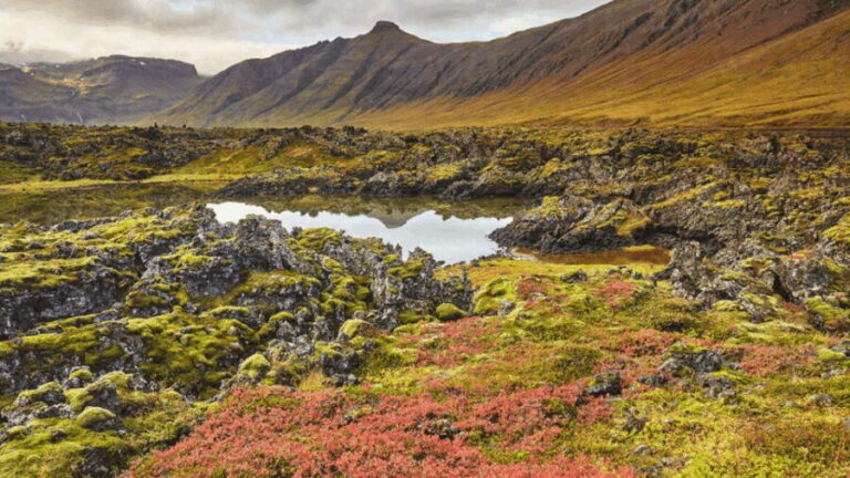 Snaefellsnes Peninsula Wonders: Private tour from Reykjavik - Who Should Book This Tour?