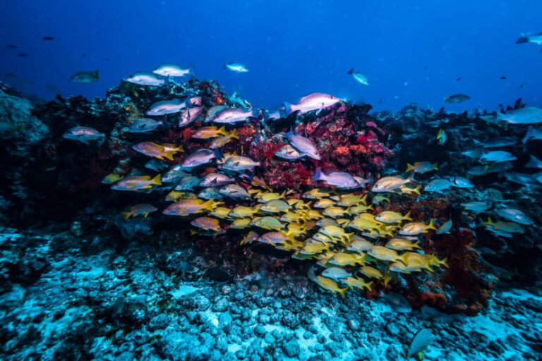 Snorkeling for beginners in crystal clear sea of Halkidiki - Who Would Love This Tour?