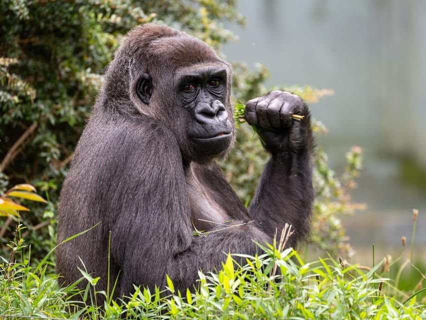 Stuttgart: Wilhelma Zoological-Botanical Garden Ticket - In-Depth Look at Wilhelma: What to Expect