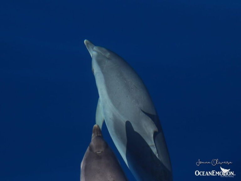 Swimming with Dolphins in Terceira Island - A Detailed Look at the Experience