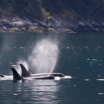 Tales & Tides: Alaskan Lore & Wildlife Cruise - Why This Tour Works Well for Travelers