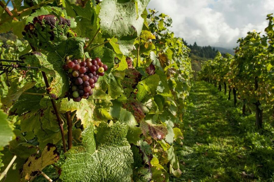 Taste of Setubal: Market Visit and Wine Tastings - The Practicalities