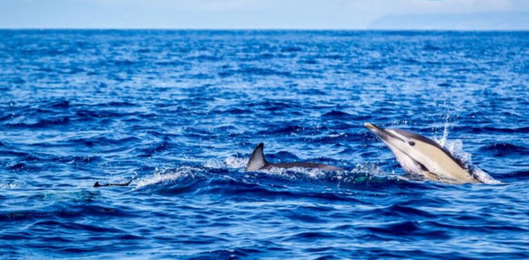 Terceira: Boat Tour and Swimming with Dolphins - Why This Tour Is a Great Choice
