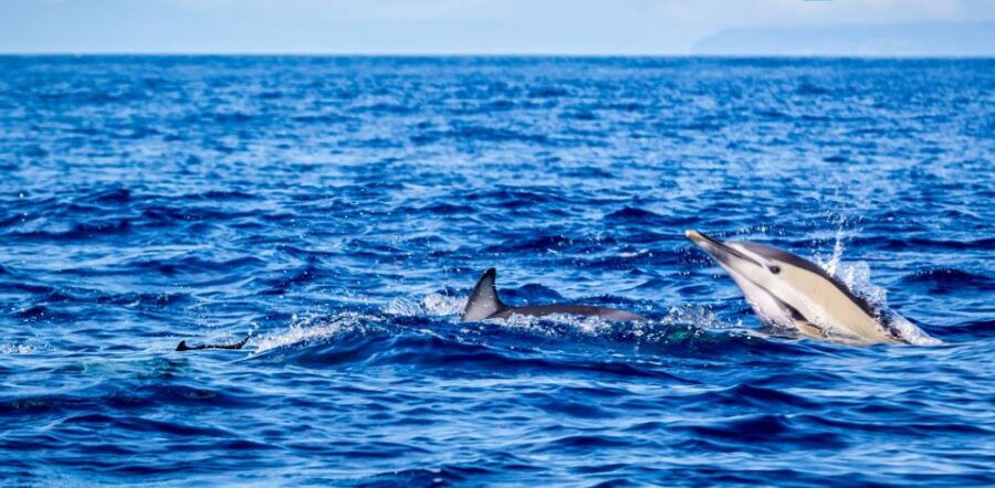 Terceira: Boat Tour and Swimming with Dolphins - Why This Tour Is a Great Choice