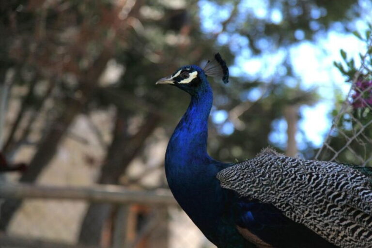 The Limestone Heritage Park and Gardens (Entry Ticket) - An In-Depth Look at The Limestone Heritage Park and Gardens