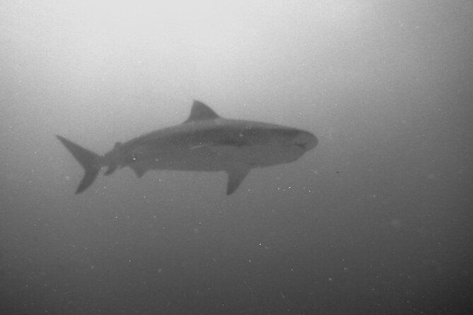 The Original Tiger Shark Challenge - Is This Tour Worth the Cost?  