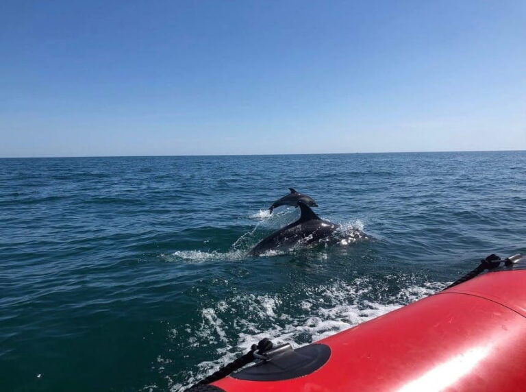 Torquay: 1-Hour Coastal Explorer Boat Trip - The Sum Up: Who Will Love This Experience?