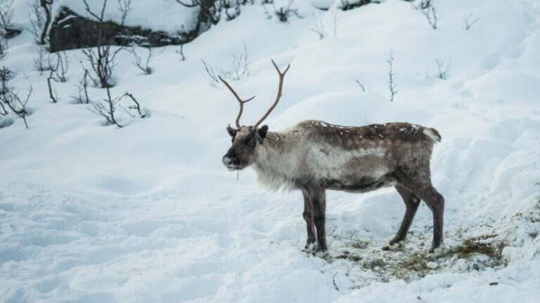 Tromsø: Exclusive Fjord Adventure by Bus - Who Will Enjoy This Tour?