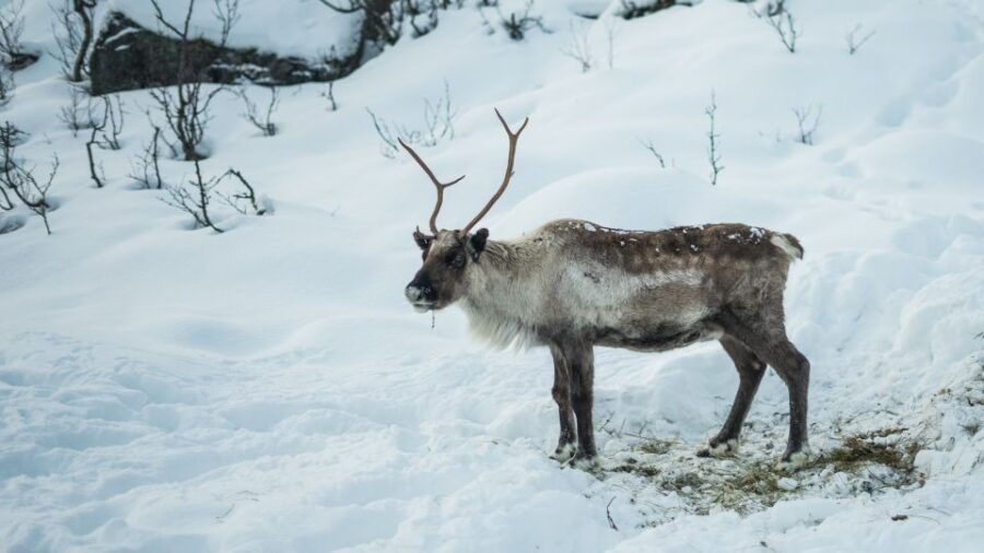 Tromsø: Exclusive Fjord Adventure by Bus - Who Will Enjoy This Tour?