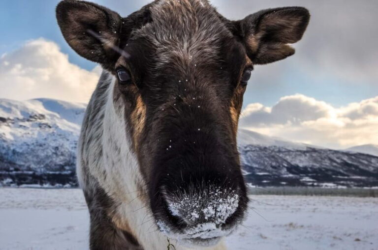 Tromso: Fjord Arctic Adventure Expedition - What the Tour Looks Like