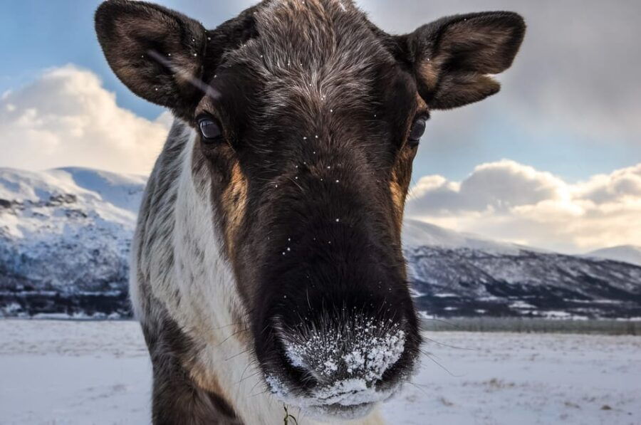 Tromso: Fjord Arctic Adventure Expedition - What the Tour Looks Like
