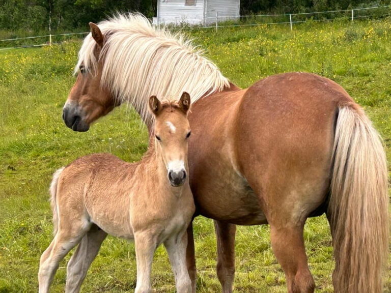 Tromsø: Lyngen Horse Summer Riding Experience - The Experience in Detail