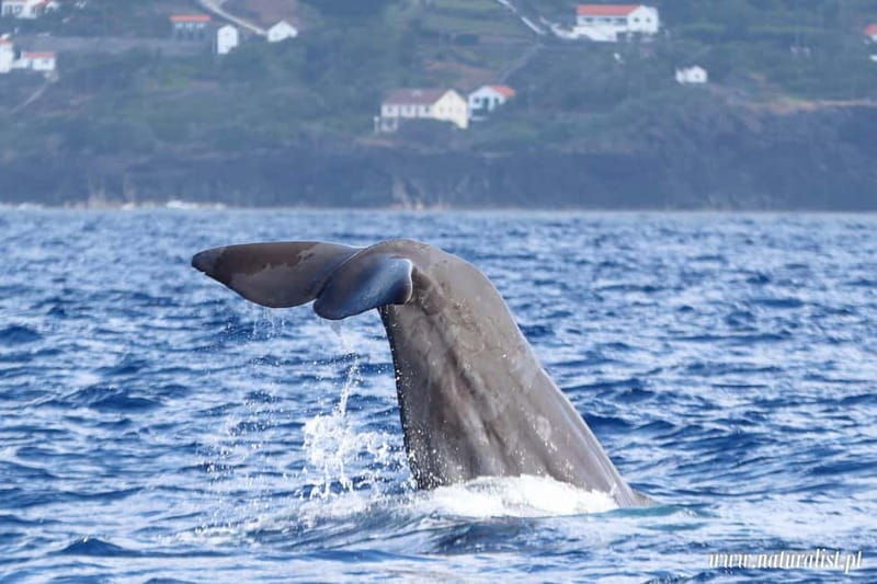 UNIQUE FAIAL | Whales & Volcanoes | 2 Half Days - Value and Practicalities