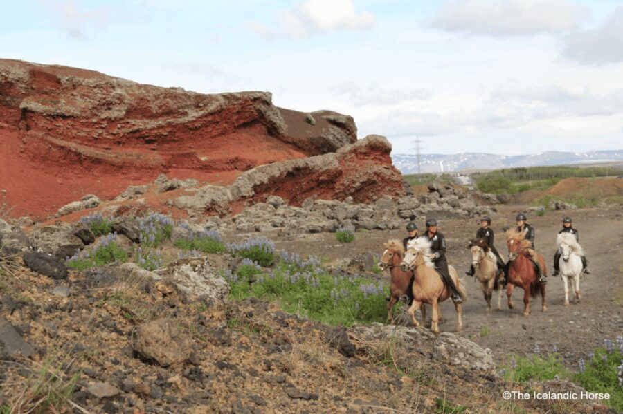 Volcanic Landscape Iceland Horse Riding Tours - Authentic Reviews and Insights