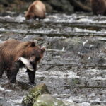 Waterfall Creek Brown Bear Viewing Juneau - Authentic Wilderness in Every Aspect