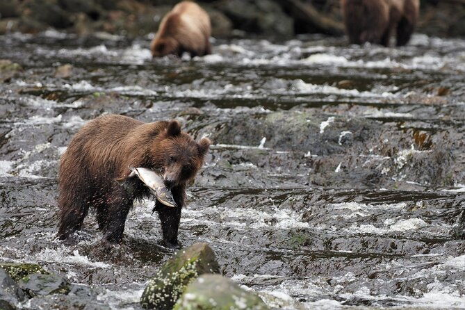 Waterfall Creek Brown Bear Viewing Juneau - Authentic Wilderness in Every Aspect