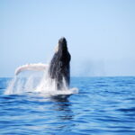 Whale Watching Expedition on Kauai - Who Will Love This Tour