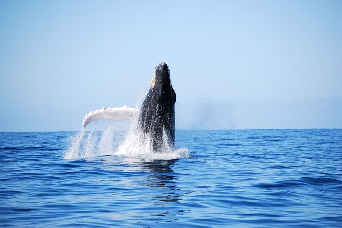 Whale Watching Expedition on Kauai - Who Will Love This Tour