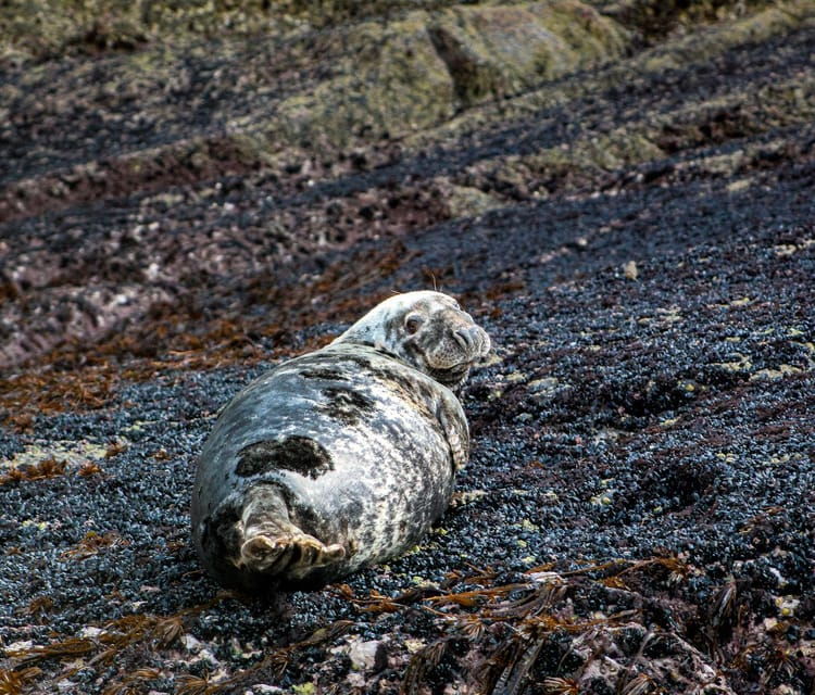 Wild Atlantic Way: Wildlife Eco Cruise - The Sum Up