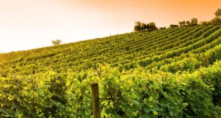 Wine Experience Colli Bolognesi - Afternoon tour - Discovering the Bolognese Hills: What to Expect