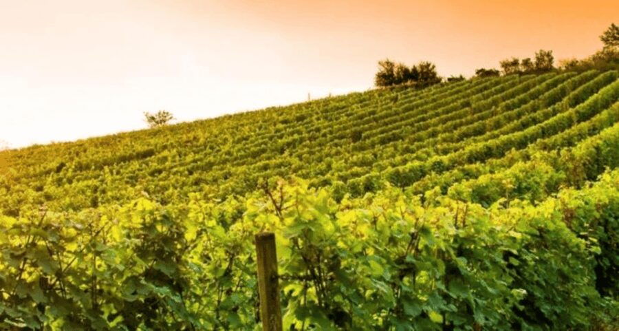 Wine Experience Colli Bolognesi - Afternoon tour - Discovering the Bolognese Hills: What to Expect