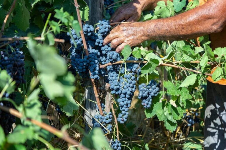 Wine Tasting in Winery from Naples - Authenticity and Guide Expertise