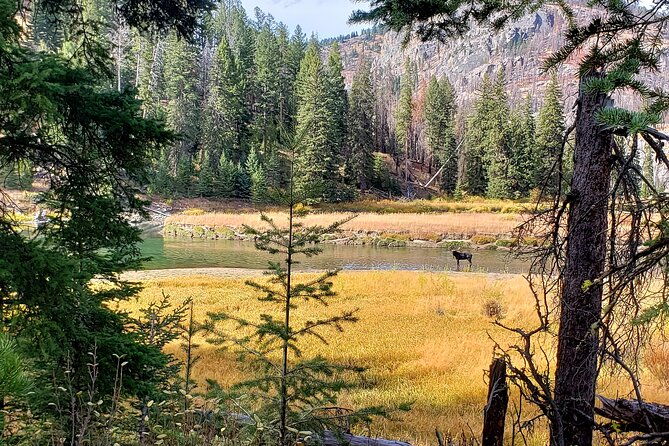 Yellowstone Wildlife Tour - Why This Tour Delivers Value