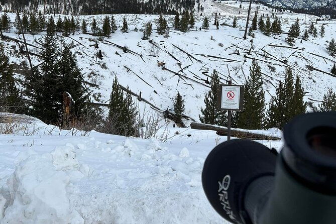 Yellowstone Winter Wildlife with Snowshoeing VIP Experience - The Sum Up
