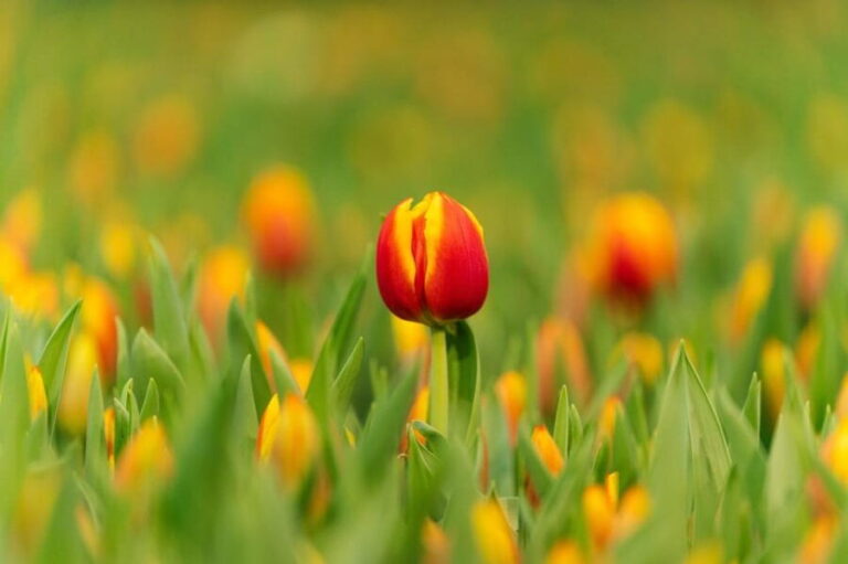 Zaanse Schans Windmills, Volendam and Tulip Greenhouse Tour - A Deep Dive Into the Dutch Countryside Experience