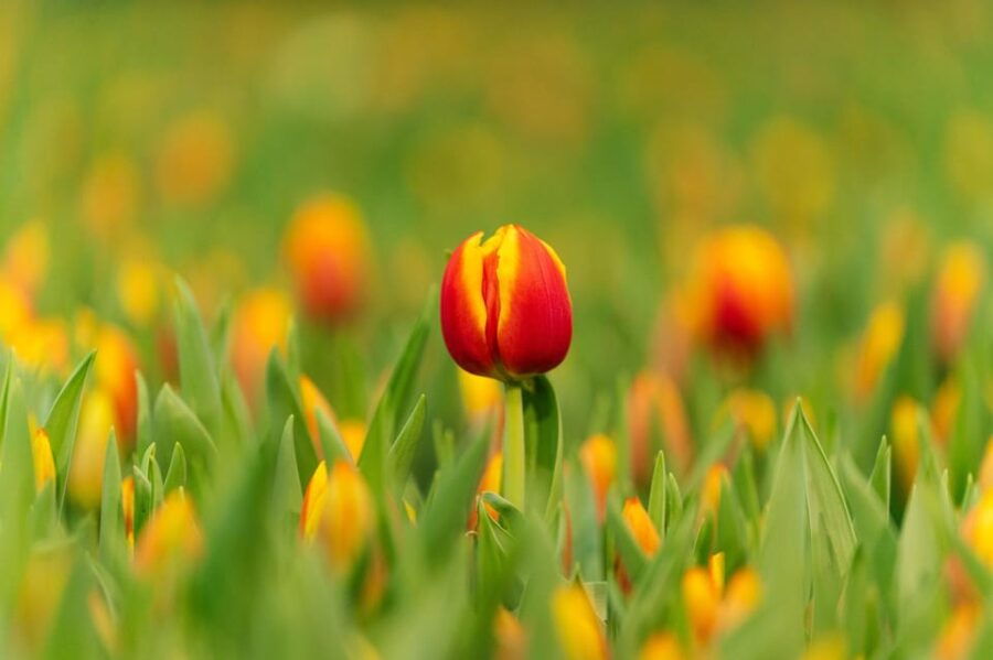 Zaanse Schans Windmills, Volendam and Tulip Greenhouse Tour - A Deep Dive Into the Dutch Countryside Experience