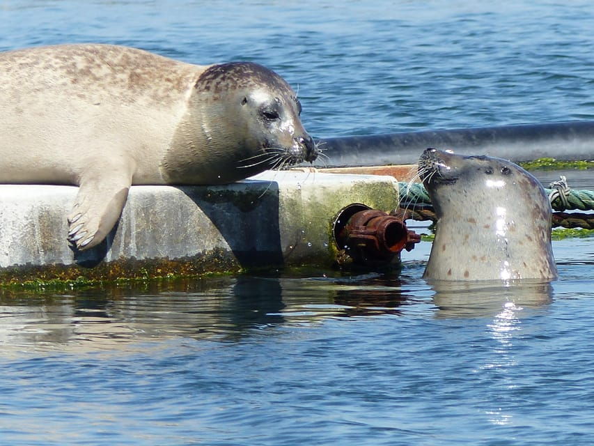 Zeeland Zeehonden strand safari NL/DE - Price and Value
