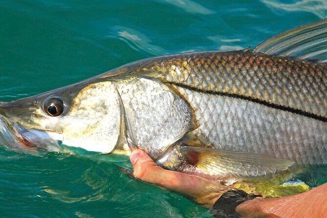 #1 Recommended Family Friendly Guided Fishing Charter Service - The Experience in Detail